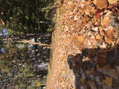 Click for 7 image(s) for this accession. HABITAT